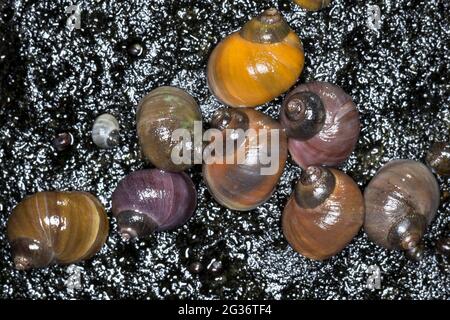 flat periwinkle (Littorina mariae), snails on a rock, Island, Iceland Stock Photo