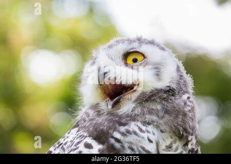 Snowy Owl (Strix scandiaca, Nyctea scandiaca, Bubo scandiacus), portrait of a juvenile Stock Photo