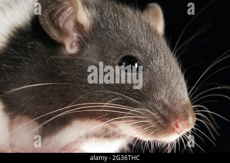 Fancy Rat, Brown rat (Rattus norvegicus domesticus, Rattus norvegicus domestica), portrait Stock Photo