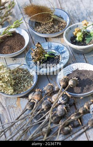 collected wild herb seeds Stock Photo