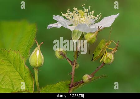 Green shield bug, Common green shield bug (Palomena prasina), shield bud on black berry flower bud, Germany, Bavaria Stock Photo