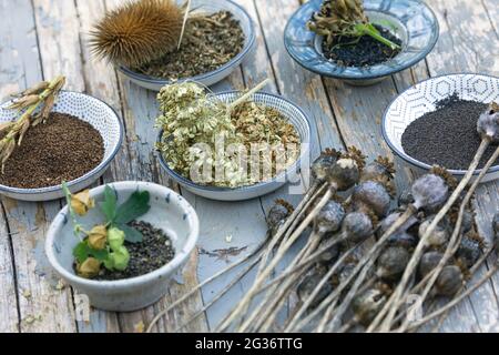 collected wild herb seeds Stock Photo