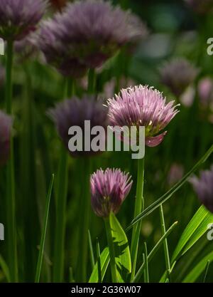 Close up of a pale purple chive blossom sidelit by the sun against a dark blurred background. Stock Photo