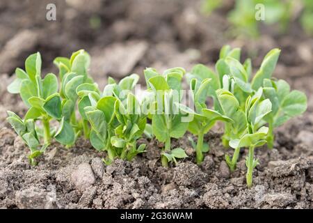 Fresh green sprouts of the pea (Pisum sativum) growing in soil in the garden during spring time Stock Photo