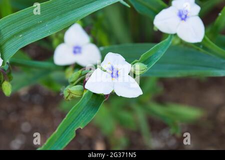 a close up of a white Widows Tears blossoms in the garden Stock Photo