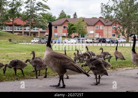 Gaggle of Canada geese and goslings on pavement and grass in front of buildings and parking lot. Goslings feeding, one is wet and shaking off water. Stock Photo