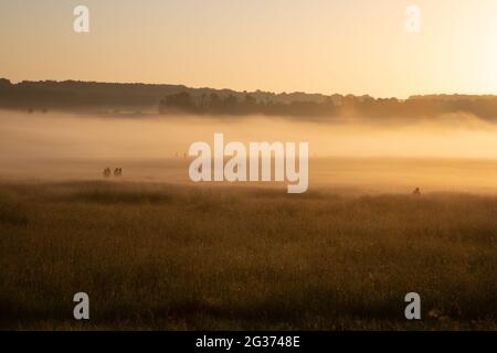 Morning mist on Salisbury Plain on the fday os the summer solstice. Stonehenge, England, UK.