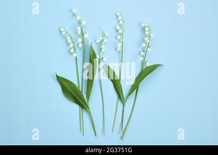 Composition with white flowers. Lilies of the valley on a light blue paper background. Top view. Stock Photo