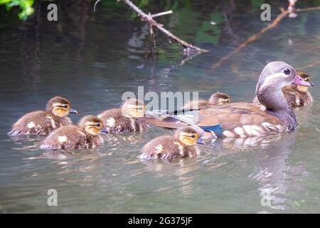 A Female Wood duck swimming on a river with its ducklings Stock Photo