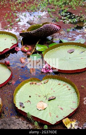 Victoria Water Lily, aka Giant Amazon Water Lily (Victoria amazonica). Waimea Valley, Oahu, Hawaii Stock Photo