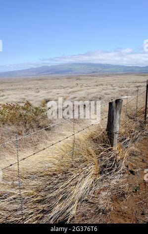 Cattle and sheep grazing land near Waimea (aka Kamuela), Big Island, Hawaii Stock Photo