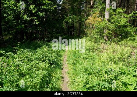 Narrow, overgrown footpath in bright sunlight disappears in to a dark forest in the Derbyshire countryside. Stock Photo