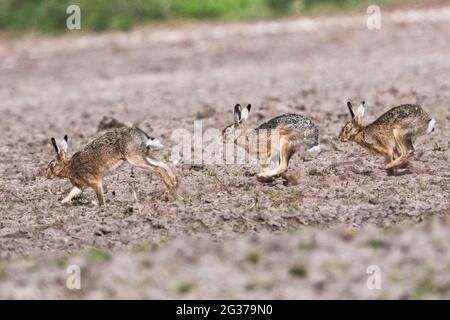 European hares (Lepus europaeus), chase, Emsland, Lower Saxony, Germany Stock Photo