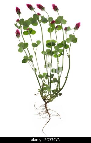 Incarnate clover (Trifolium incarnatum) and white clover (Trifolium ...