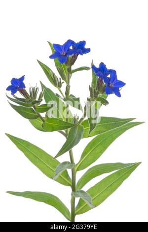 Flowers of a blue-red stone seed (Aegonychon purpurocaeruleum) on white ground, studio photo, Germany Stock Photo