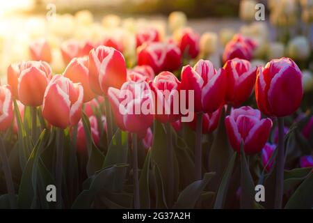 Beautiful tulips on a background of morning sunlight Stock Photo