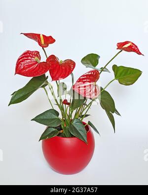 anthurium plant in a red pot, Anthurium andraeanum, Araceae Stock Photo