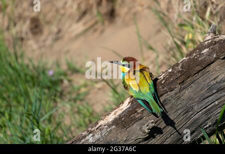 Bee-eater (Merops apiaster), sitting on a branch, Lower Austria, Austria Stock Photo