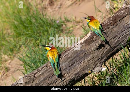 Bee-eater (Merops apiaster), sitting on a branch, Lower Austria, Austria Stock Photo