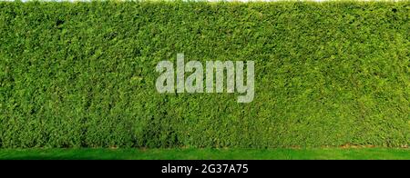 Thuja tree fence. Smooth high living fence. Thuja background for a living fence. Stock Photo