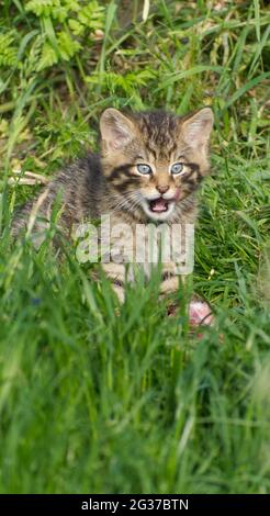 British Wildcat kitten at the British Wildlife Centre Stock Photo