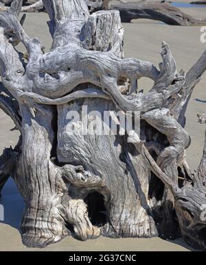 Dead weathered tree roots embedded in a sandy beach Stock Photo