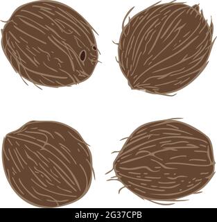 Vector illustration with collection of coconuts. Tropical food design. Stock Vector