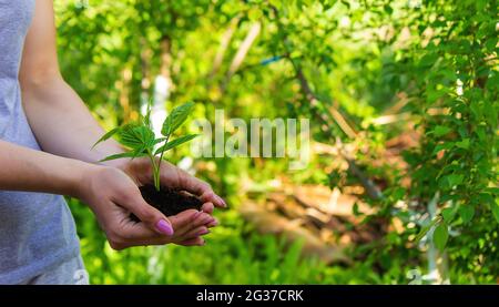 hand holding young plant on blur green nature background and sunslight. concept eco earth day. Selective focus Stock Photo