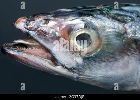 Head of a mackerel (Scomber scombrus), Germany Stock Photo
