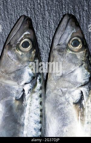 Two mackerel (Scomber scombrus) heads, germany Stock Photo