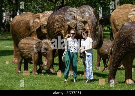 People take a selife alongside sculptures from CoExistence, an environmental art exhibition featuring 100 live size Asian elephants in Green Park, London, as the hot weather continues, with forecasters warning of the risk of thundery showers towards the end of the week. Stock Photo