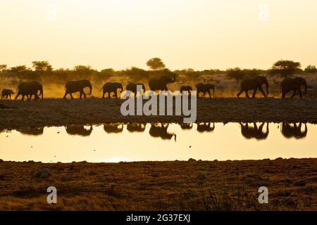 African elephants (Loxodonta africana) at a waterhole, evening mood, Okaukuejo, Etosha National Park, Namibia Stock Photo