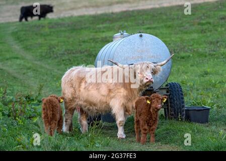 Scottish Highland Cattle, Highland Cattle or Kyloe (Bos primigenius f. taurus), young animals, calves with dam, cow and bull on a pasture, Hesse Stock Photo