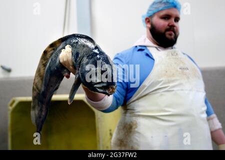 Factory worker with stone crab (Cobitis taenia), spiny goby, fish factory, Bakkageroi, Iceland Stock Photo