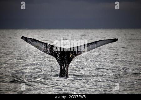 Whale-watching tour, whale watching tour, fluke of humpback whale (Megaptera novaeangliae), Husavik, North Iceland, Iceland Stock Photo