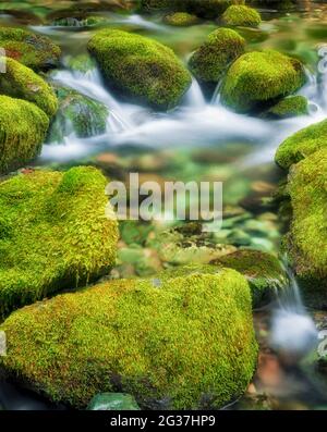Moss covered rocks in small stream at Opal Creek Scenic Recreation Area, Oregon