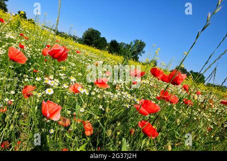Meadow with corn poppy and chamomile. Stock Photo
