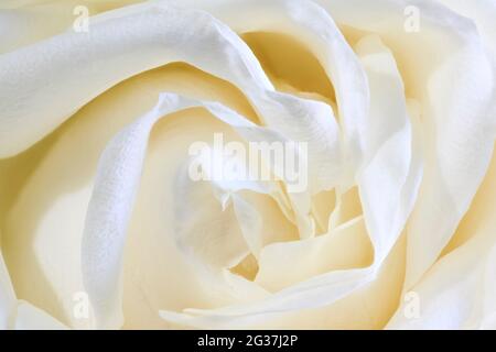 Close up of the petals of a white rose flower Stock Photo