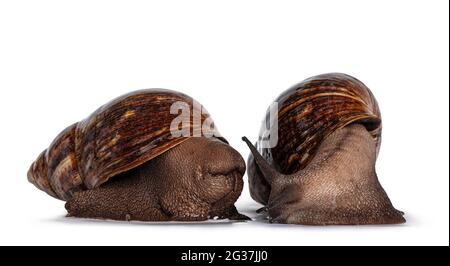 Two Giant West African snails, togerther. Isolated on a white background. Stock Photo