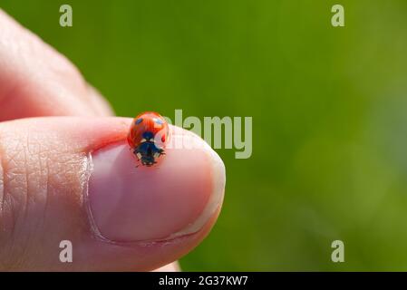 ladybird at morning. ladybug crawling on your finger Stock Photo