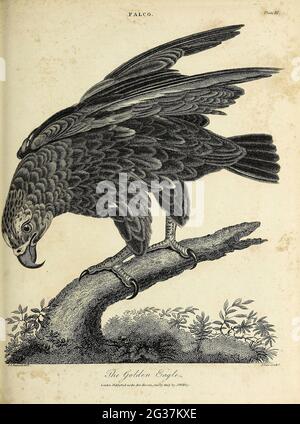 Golden Eagle (Aquila chrysaetos) is a bird of prey living in the Northern Hemisphere. It is the most widely distributed species of eagle. Copperplate engraving From the Encyclopaedia Londinensis or, Universal dictionary of arts, sciences, and literature; Volume VII;  Edited by Wilkes, John. Published in London in 1810 Stock Photo