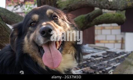 Portrait of an adult large dog in the yard of the house with his tongue hanging out. Black pet with brown eyes. Keeping a dog in the yard of a private Stock Photo