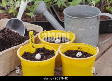 Sowing squash. Sowing squash  - Cucurbita pepo 'Crown Prince' - pumpkin seeds by placing on their sides individually in pots. UK Stock Photo