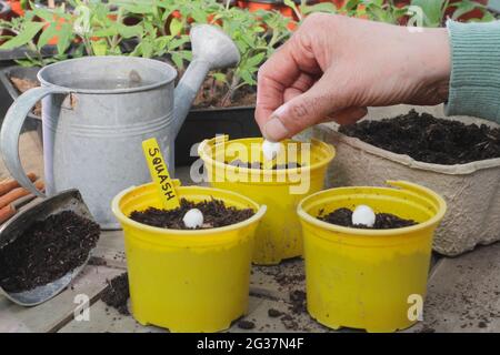 Sowing squash. Woman sowing squash  - Cucurbita pepo 'Crown Prince' - pumpkin seeds by placing on their sides individually in pots. UK Stock Photo