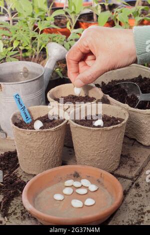 Sowing squash. Woman sowing squash  - Cucurbita pepo 'Crown Prince' - pumpkin seeds by placing on their sides individually in pots. UK Stock Photo