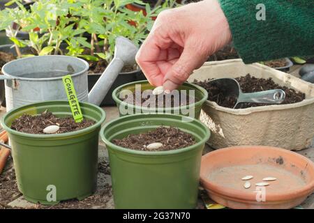 Sowing courgettes. Woman sowing courgette 'Defender' by placing each seed on its side edge individually in a pot. UK Stock Photo