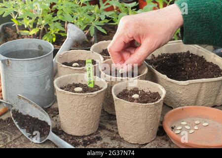 Sowing courgettes. Woman sowing courgette 'Defender' by placing each seed on its side edge individually in a biodegradable pot. UK Stock Photo