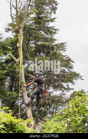 The image is of a tree surgeon methodically felling a Eucalyptus tree that became dangerous to neighbouring properties Stock Photo