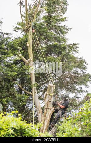 The image is of a tree surgeon methodically felling a Eucalyptus tree that became dangerous to neighbouring properties Stock Photo