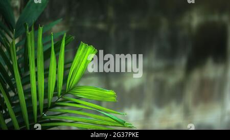Decorative green palm leaves in a tropical courtyard, concrete masonry unit blurred in the background. Stock Photo